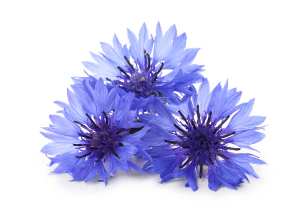 istock Beautiful light blue cornflowers isolated on white 1326235711