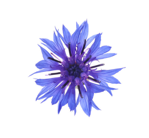 istock Beautiful light blue cornflower plant isolated on white 1326235723