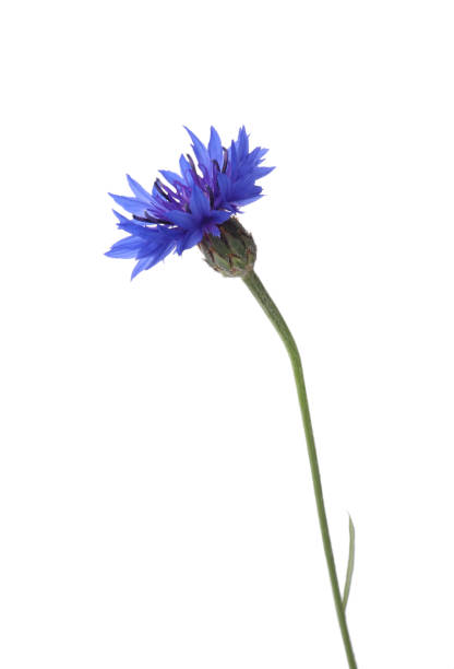 istock Beautiful light blue cornflower plant isolated on white 1326235733
