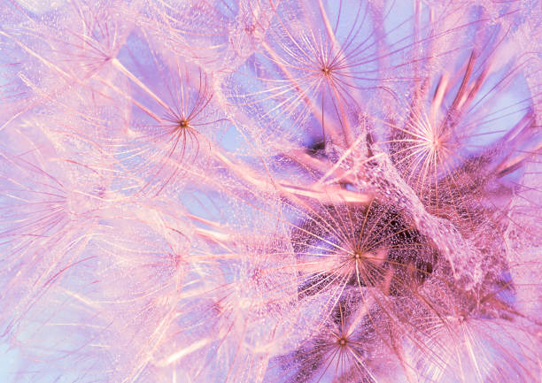 istock Abstract dandelion flower on a blurred background with defocused highlights. Soft focus, close-up, macro photography. 1326235795