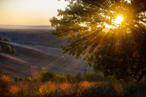 At dawn, the sun's rays pass through the oak branches and the light falls on the spring grass. The hills on the horizon start to shine in the sun.