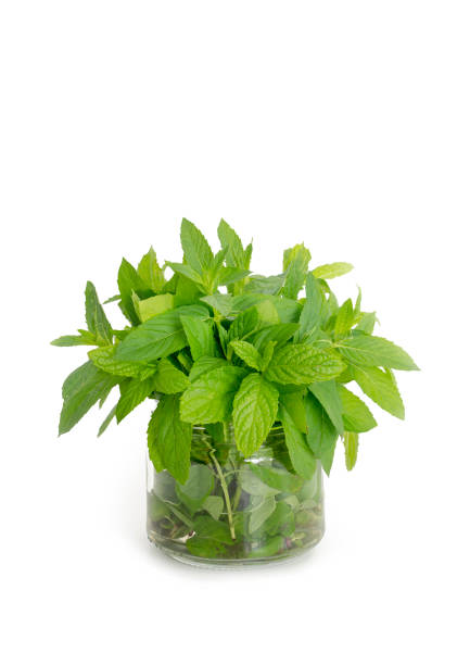 istock Jar Of Freshly Picked Mint Leaves 1326236106