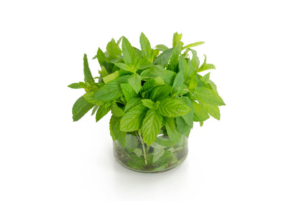 istock Jar Of Freshly Picked Mint Leaves 1326236108