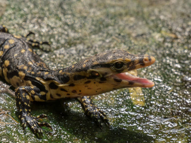 ящерица - water monitor стоковые фото и изображения