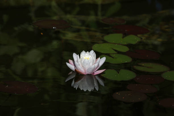 istock A beautiful water lily flower that hovers over the water 1326237135