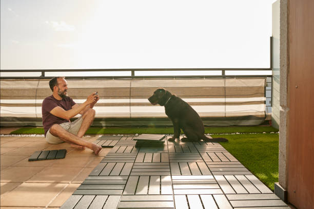 istock middle-aged man taking a picture of his labrador retriever dog while assemble artificial floor on his terrace on a sunny summer day 1326237140