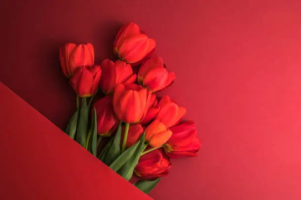 Photo of Creative layout made with tulip flowers on bright red  background. Flat lay. Spring minimal concept.