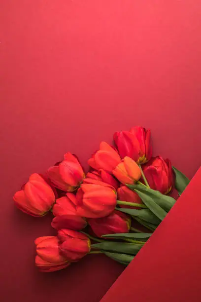 Photo of Creative layout made with tulip flowers on bright red  background. Flat lay. Spring minimal concept.