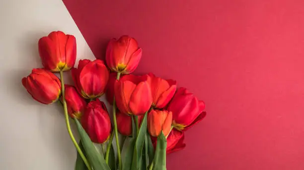 Photo of Creative layout made with tulip flowers on bright white red background. Flat lay. Spring minimal concept.