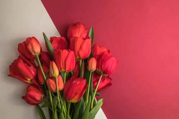 Photo of Creative layout made with tulip flowers on bright white red background. Flat lay. Spring minimal concept.