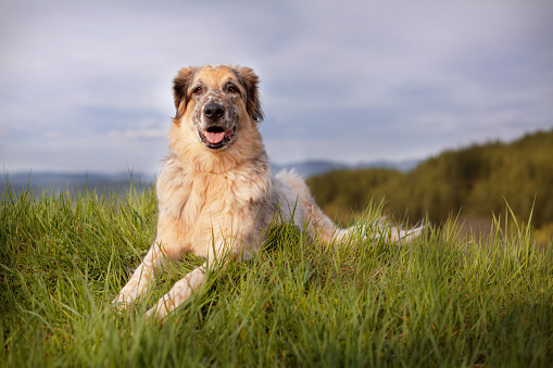 Big dog lying on the grass, forest trees and sunset sky behind