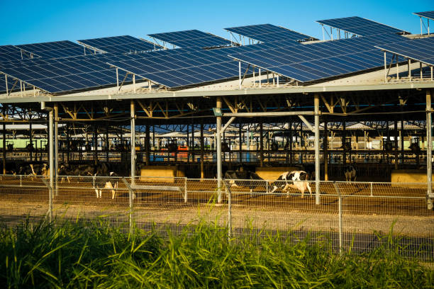 This solar panel installation provides shade for cars as well as electricity in a Northern California parking lot. Another green feature of this parking lot is the biofiltration strips between the parking spaces that filter oil run-off.