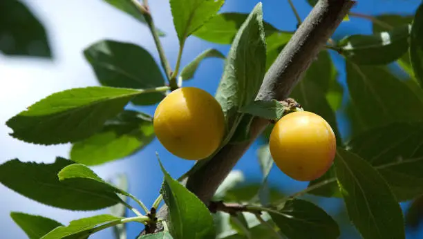 Photo of two mature mirabelles on the tree