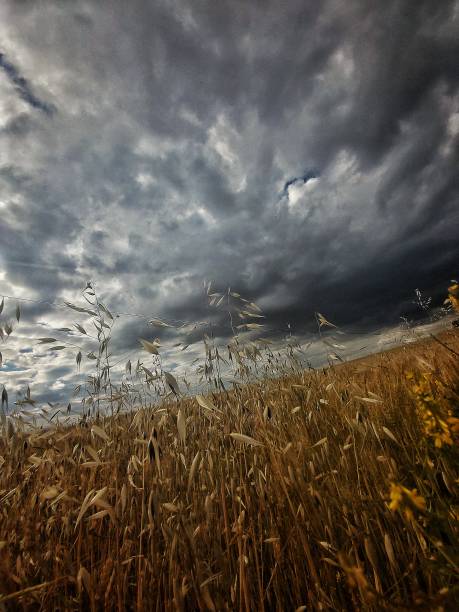 istock Field of wheat with cloudy sky background 01 1326239225