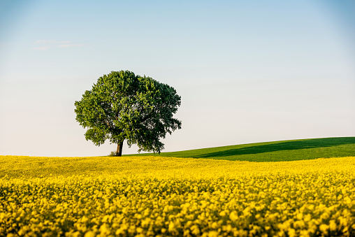 Majestic Sycamore tree standing tall at the edge of a yellow canola field. Colour, horizontal format with some copy space.