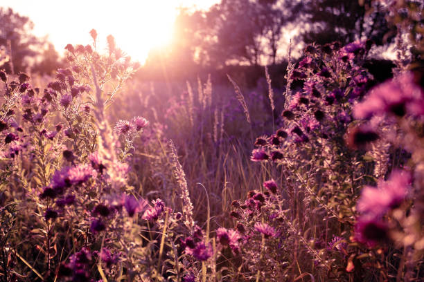 Autumn wild grass and flowers on a meadow in the rays of the golden hour sun. Seasonal romantic artistic vintage autumn field landscape wildlife background with morning sunlight