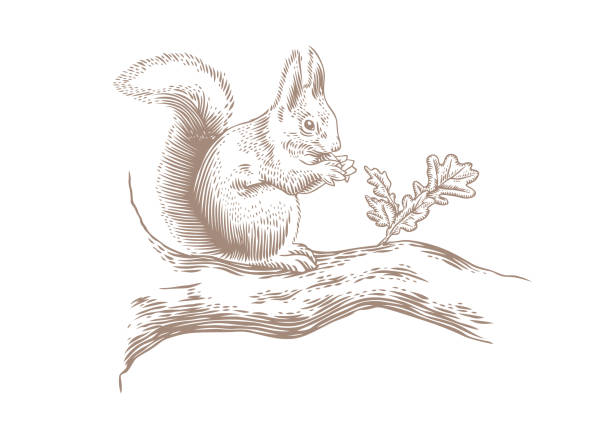 eichhörnchen am eichenzweig - eichhörnchen stock-grafiken, -clipart, -cartoons und -symbole