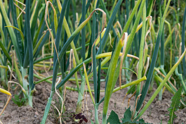 istock Onion plants sick with peronosporosis. Growing vegetables. 1326239935