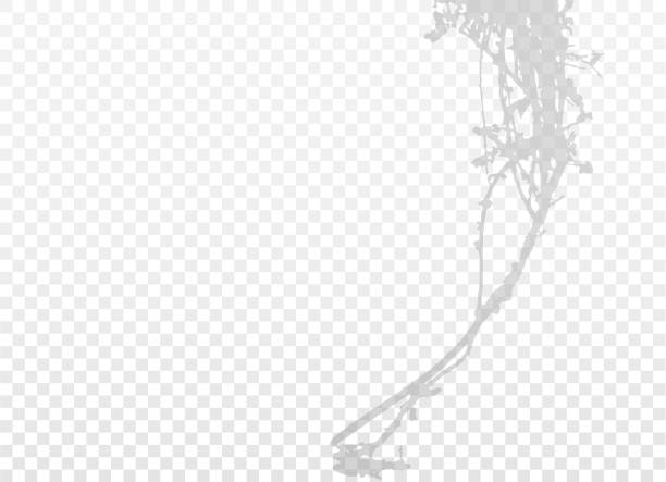 투명 한 배경에 고립 된 구불구불한 식물, 나뭇가지 또는 뿌리. 빈 공간이있는 회색 실루엣. 디자인 요소입니다. eps10. - leaf plant twisty twisted stock illustrations