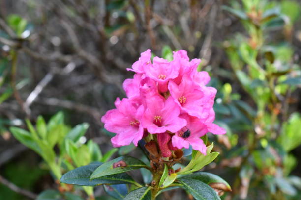 macro de uma rosa alpina - european alps tirol rhododendron nature - fotografias e filmes do acervo