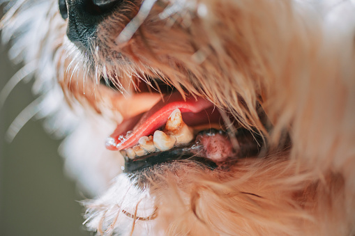 close up toy poodle lap dog pet tongue stick out Protruding