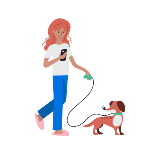 Basset dog and girl Red head girl walking with basset hound or dachshund on a leash and reading messages on her smartphone isolated on white background cartoon basset hound walking stock illustrations