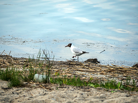 seagull on the shore of a lake is looking for food among the sand