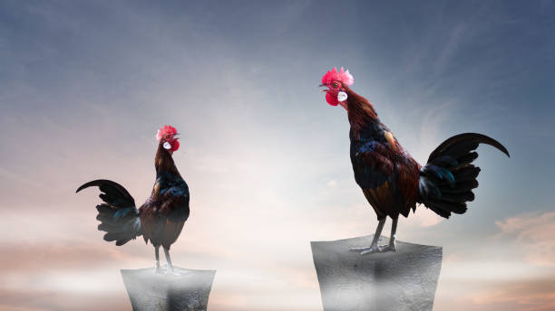 istock Brown rooster perched on the rocky mountain 1326244196