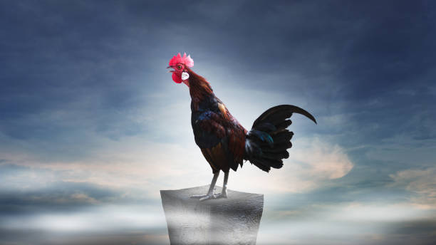 istock Brown rooster perched on the rocky mountain 1326244218