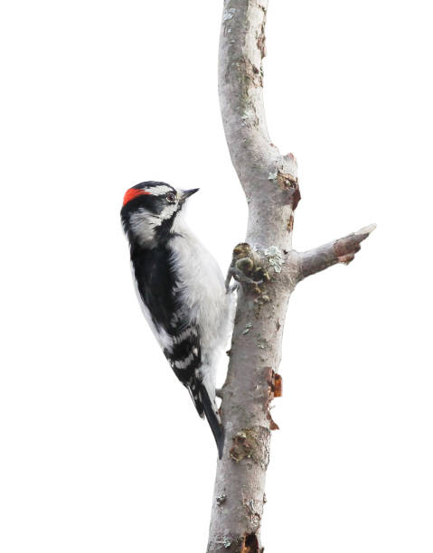istock Downy woodpecker isolated on white background 1326244282