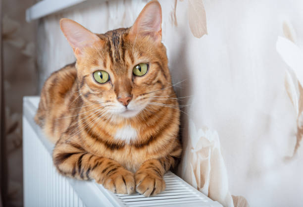 istock Bengal cat lies on a battery on a cold autumn day 1326244388