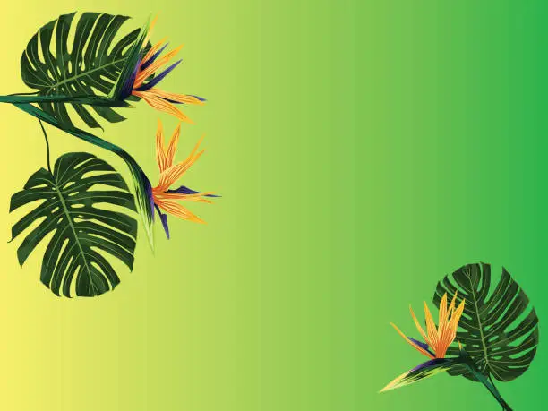 Vector illustration of A tropical banner. Royal strelitzia flowers and monstera leaves on a background with a degrade effect from yellow to green. A tropical plant.