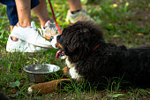 reinrassiger-berner-hund.jpg?b=1&s=170x170&k=20&c=yYVi0BCd8XMHb09LqCQM4noIE2QQ4da2AYlUZ3PTNWg=