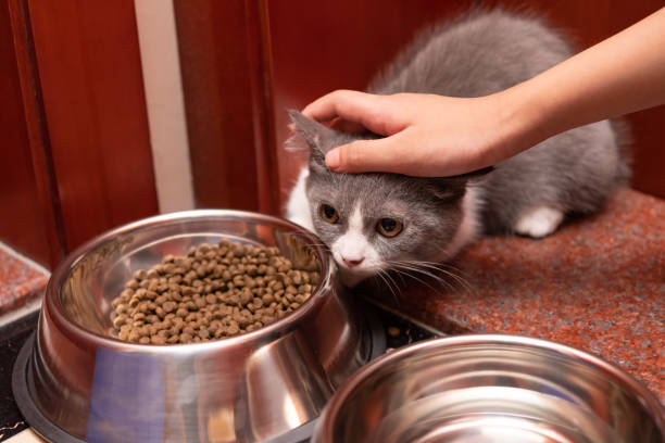 istock kid gently stroking a lovely british shorthair cat 1326246388