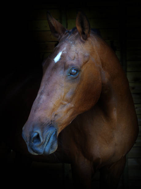 istock Bay Horse Headshot 1326247686