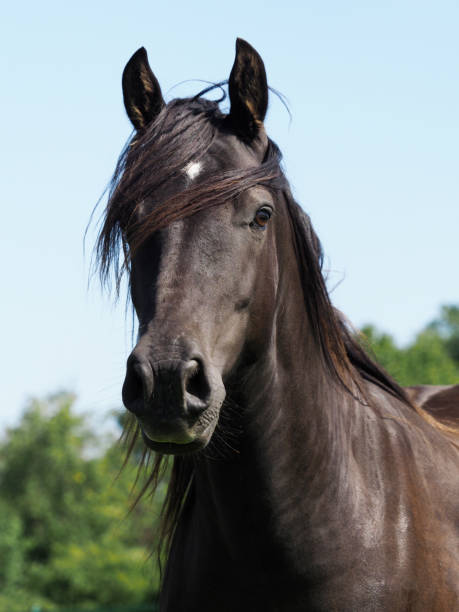 istock Black Horse Headshot 1326247691