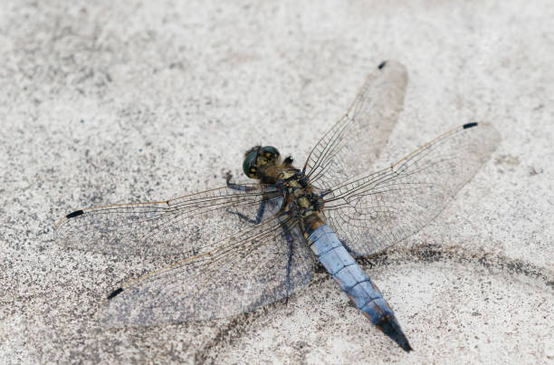 istock Black-tailed Skimmer Dragonfly (Orthetrum cancellatum) Male 1326248007