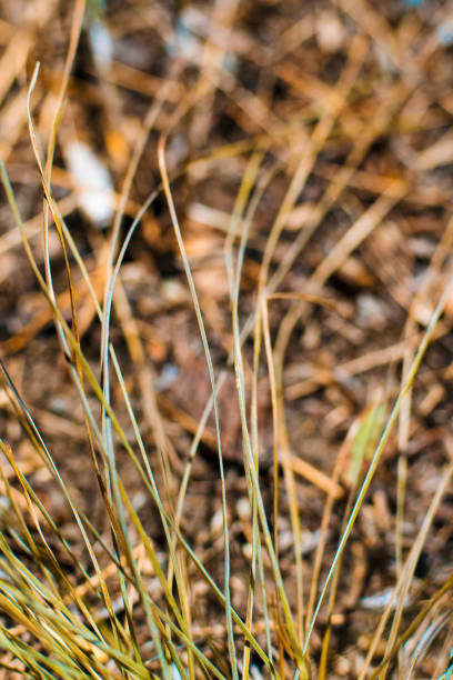 istock Abstract image of dried lawn. 1326248368