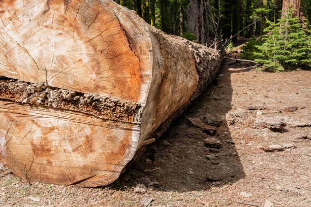istock The structure of a felled tree in the forest 1326249270