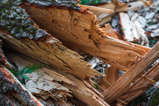 istock The texture of a fallen tree with an uneven cut in the forest 1326249333