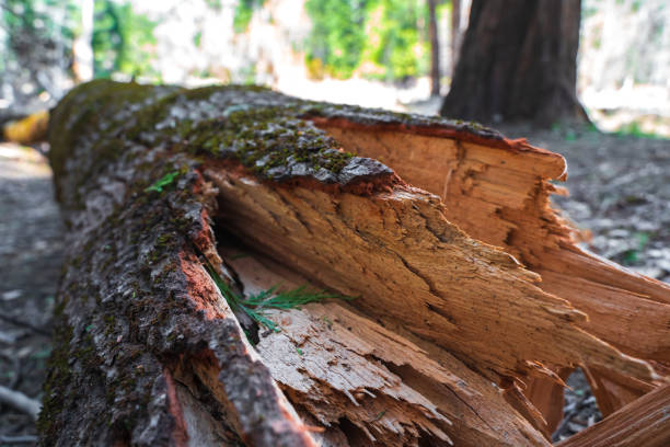 istock The texture of a fallen tree with an uneven cut in the forest 1326249346