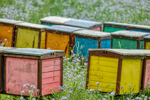 colorful beehives in a row in a blue meadow