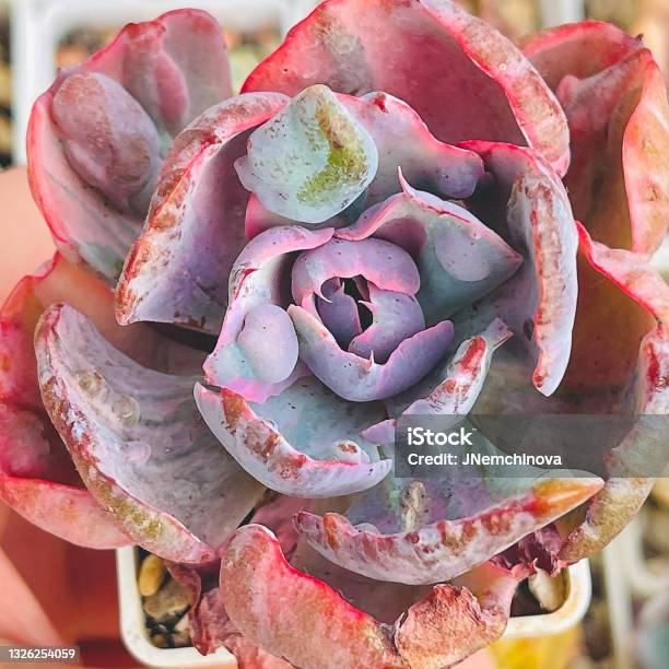 Colorful Echeveria Beyonce Rare Succulent Plants Top View Succulent Background Stock Photo - Download Image Now