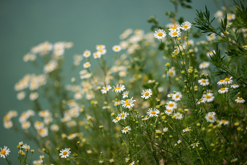 A field with daisies on the shore of a blue lake. Summer nature. Flowers by the water.