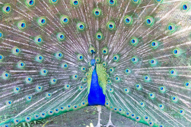 istock A male peacock with a tail. Exotic bird 1326255775