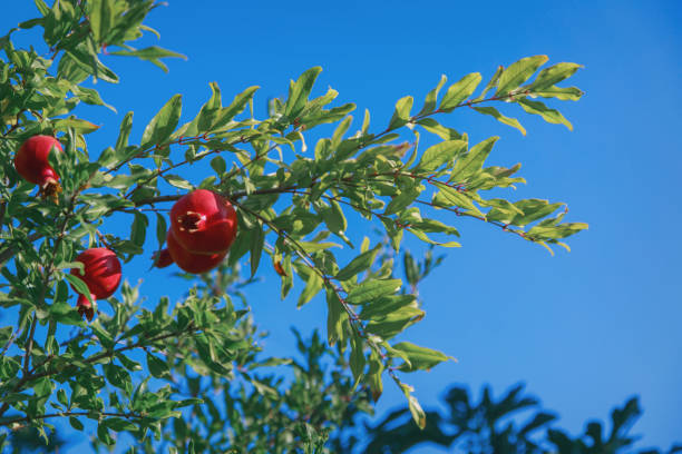 istock harvest: pomegranate fruits ripen on the tree 1326255882