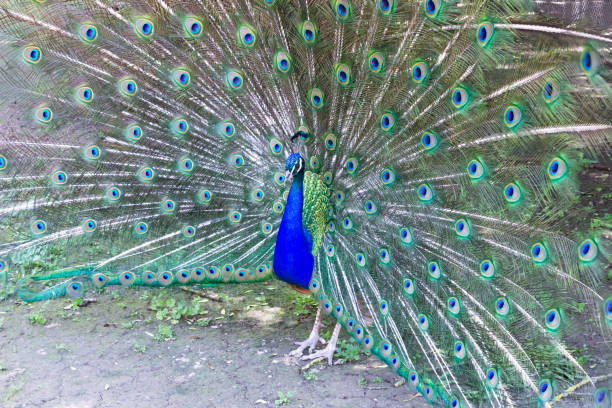 istock A male peacock with a tail. Exotic bird 1326255969