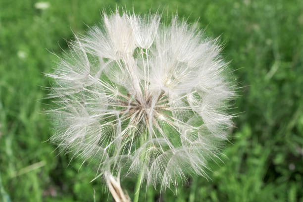 White dendelion growing in nature on green background.