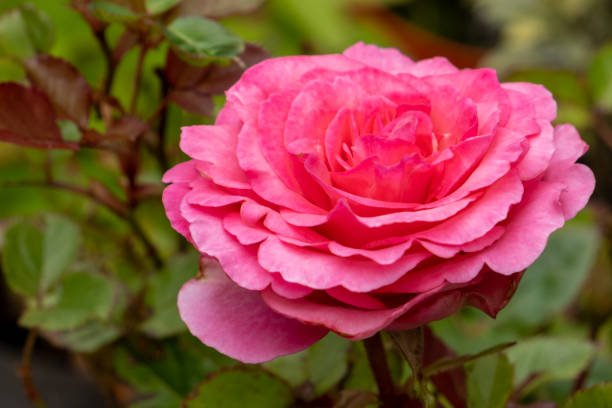 istock Single pink rose closeup. Macro selective focus, blurred background. Rose floral background. Rose bush, gardening at the balcony. 1326259223