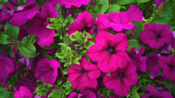 aiuola ravvicinata di magenta viola e petunias viola viola onda marea viola classica in giardino, tra soffice fogliame verde pubescente. amplificatore ibrido per impianti. concetto di giardinaggio, floricoltura, allevamento domestico - petunia foto e immagini stock